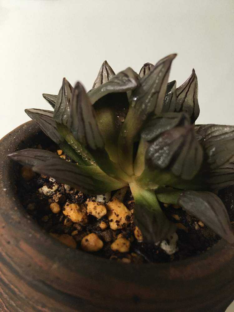 ハオルチア アトロフスカ ミュータント 抜き苗 ハオルチア