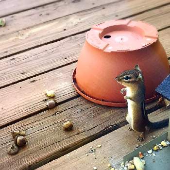 シマリスの投稿画像一覧 Greensnap グリーンスナップ