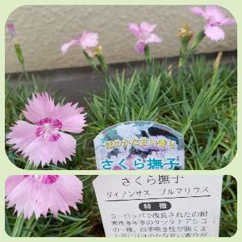 ナデシコ の投稿画像一覧 Greensnap グリーンスナップ