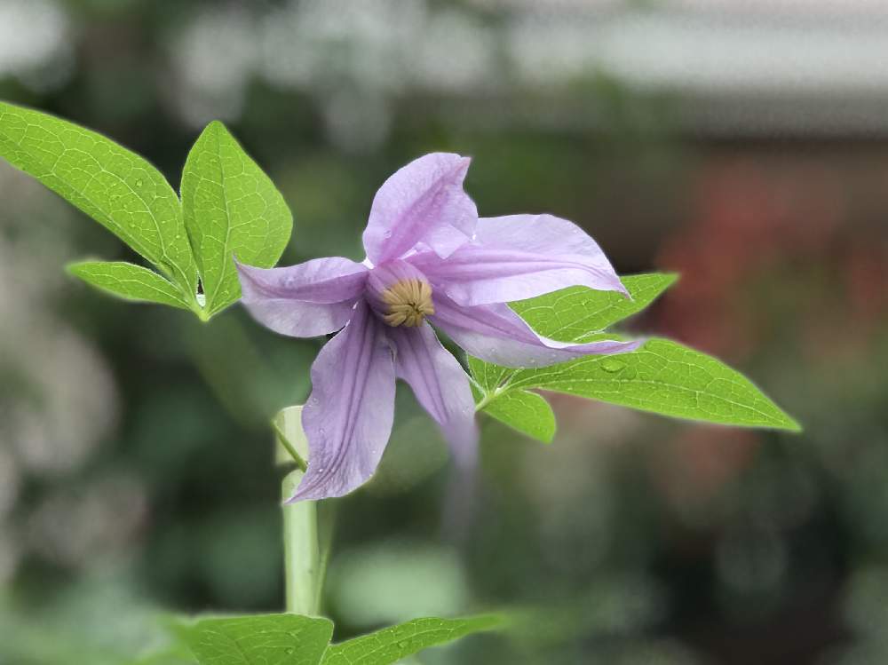 花のある暮らしの投稿画像 By 上ちゃんさん 富山支部とクレマチス愛 とクレマチス アメリアとクレマチス ヴィチセラ系とクレマチス 19月10月11日 Greensnap グリーンスナップ