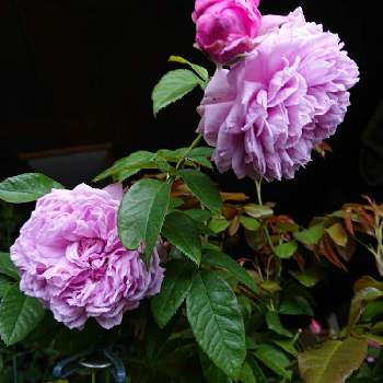 ルシエルブルー❤の画像 by ＹＵＭＩＫＯさん | 部屋とルシエルブルー❤と薔薇愛同盟と花が好き❤とかわいい♡と大好きと植中毒と台風対策と綺麗と薔薇が好き❤ときれいな色と鉢植えと花のある暮らしと薔薇♪といい色♡