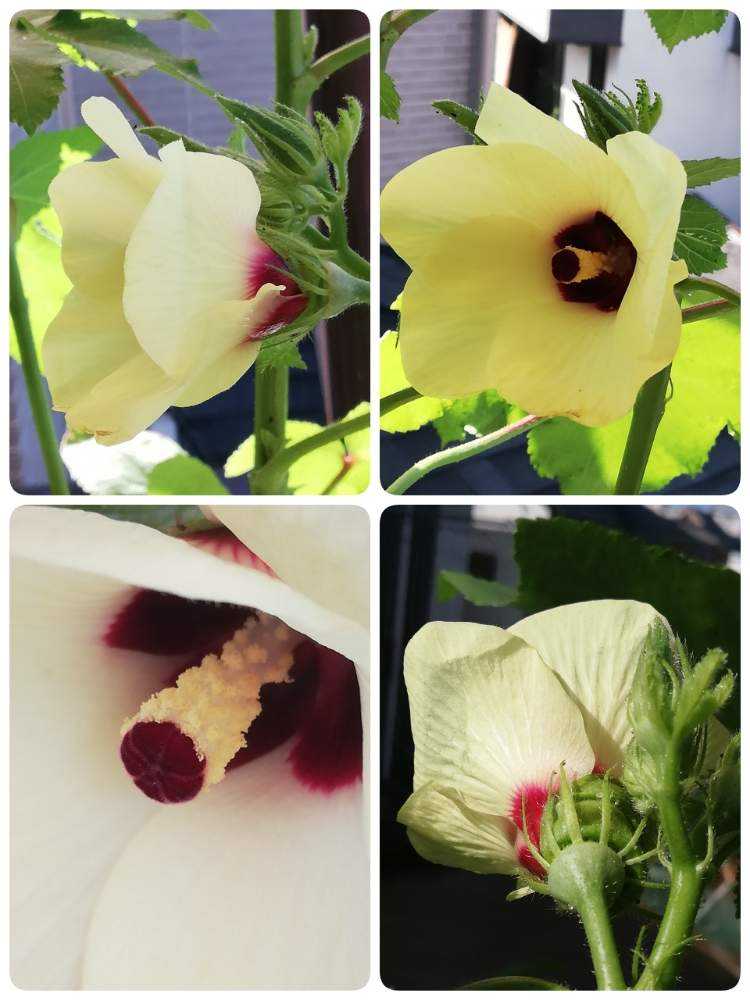 初めてのオクラ栽培 Greensnap グリーンスナップ