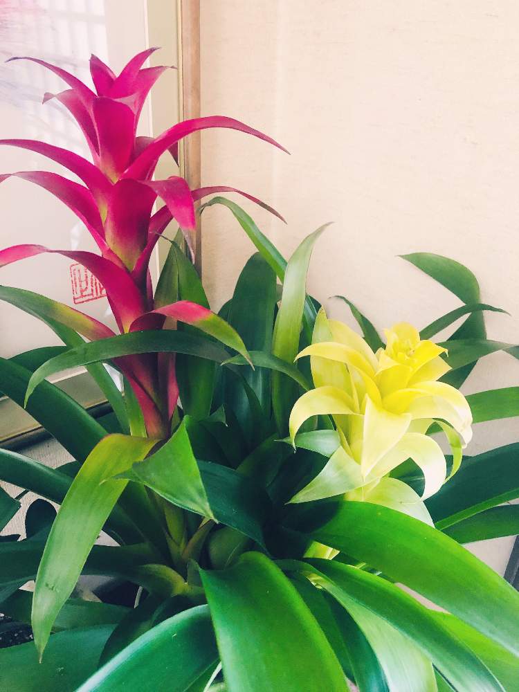 グズマニアの投稿画像 By たんころさん ガーデニングと花のある暮らしと観葉植物を楽しむと観葉植物のある暮らし 19月10月11日 Greensnap グリーンスナップ