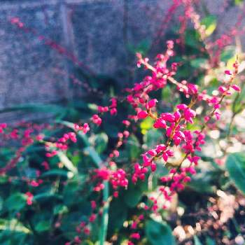 赤水引草の画像 by ほっぺさん | 小さな庭と花のある暮らしとかわいい山野草と秋の花 ♪と赤水引草