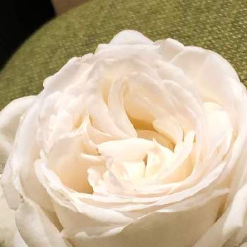 バラ ビブラマリエ！の画像 by ポルルンさん | キッチンとバラ ビブラマリエ！とばら バラ 薔薇と庭木といい香りと花のある暮らしと白い花とバラ・ミニバラ
