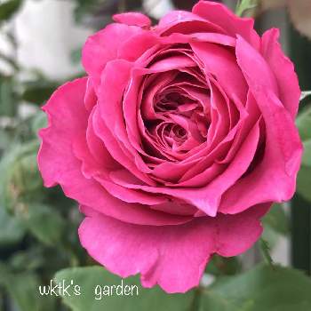 オール4ラブの投稿画像一覧 Greensnap グリーンスナップ