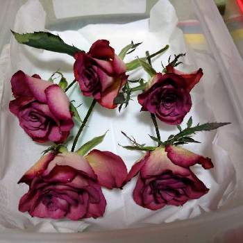 シリカゲルドライ♪の画像 by うさぎさん | インテリアとシリカゲルドライ♪と薔薇さん♪と癒し系と花のある暮らしとハロウィーン♪