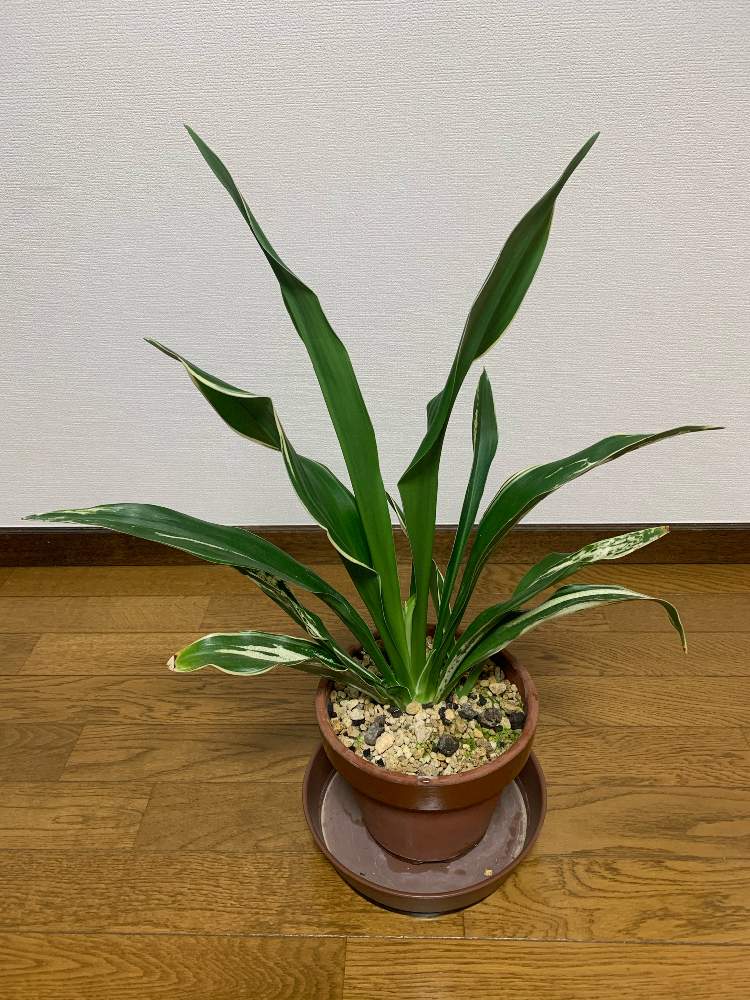 万年青 紫雲楽の投稿画像 By 紫雲楽さん 部屋と万年青 とおもと と万年青 大葉 と山野草盆栽と万年青 と万年青 と花のある暮らしと盆栽と万年青 とおもと と万年青 大葉 と山野草盆栽と万年青 と万年青 と花のある暮らしと盆栽 19月10月11日 Greensnap