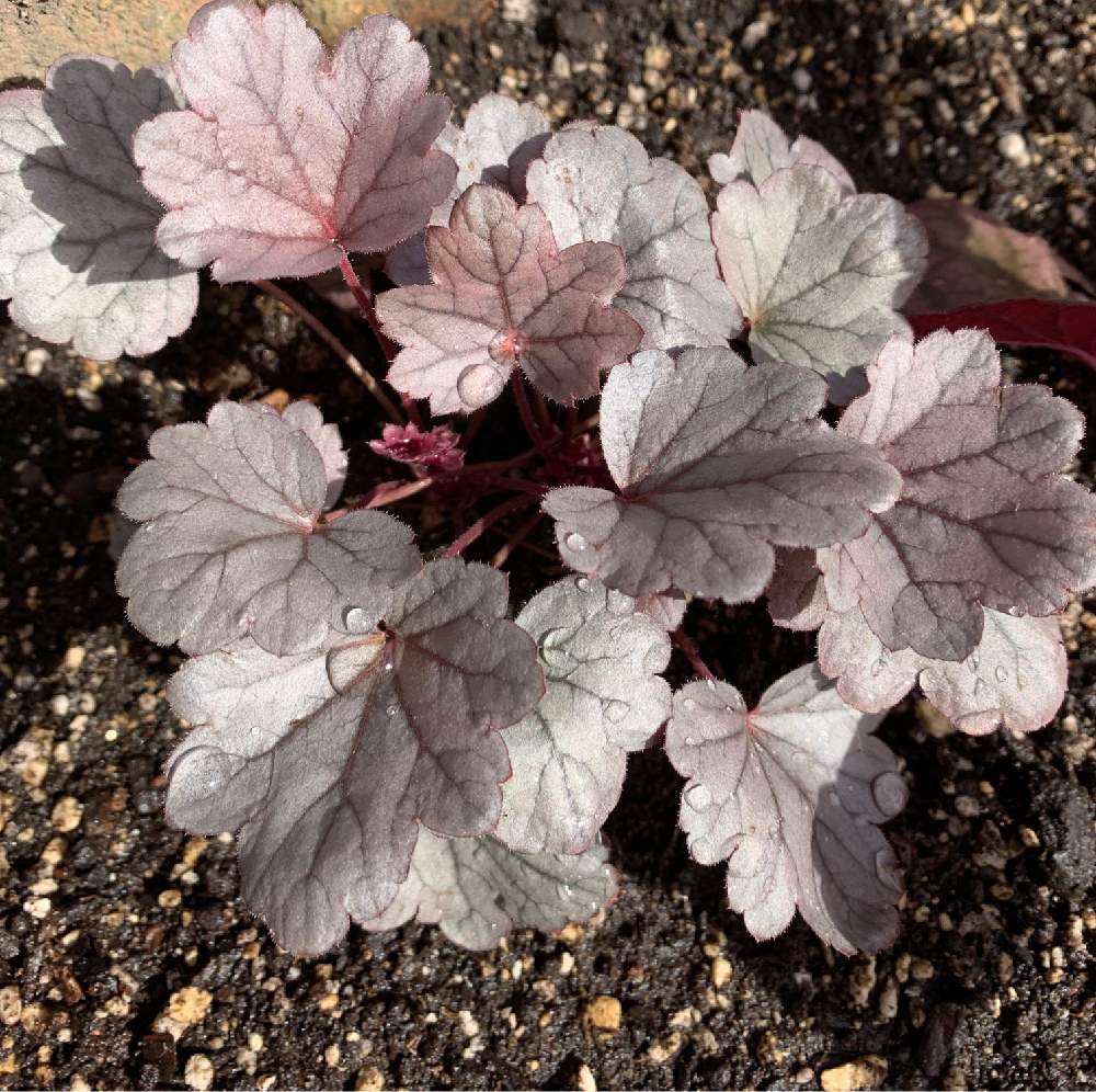 ヒューケラの投稿画像 By Nao1013さん ヒューケラ とカラーリーフとカラーリーフ大好きとヒューケラ大好きとマイガーデンとヒューケラ 寄せ植えと小さな花壇とヒューケラコレクションとおきにいりとカラーリーフガーデンと花のある暮らしとヒューケラ とヒューケラ