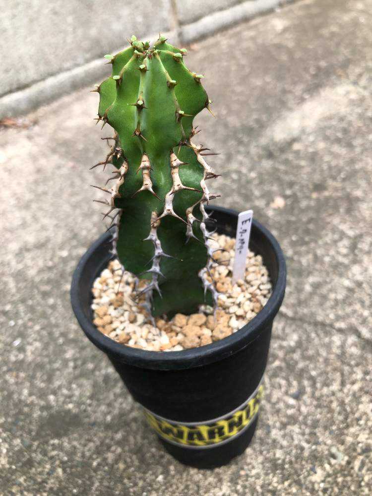 ユーフォルビア・クーペリー(瑠璃塔｜🍀GreenSnap（グリーンスナップ）