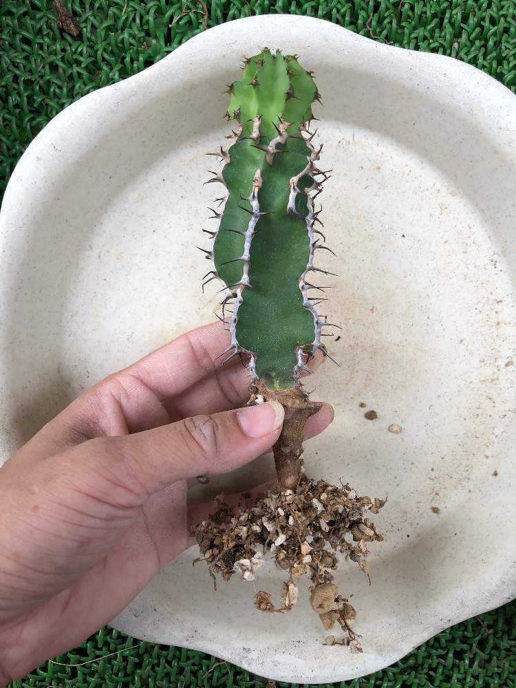 ユーフォルビア・クーペリー(瑠璃塔｜🍀GreenSnap（グリーンスナップ）