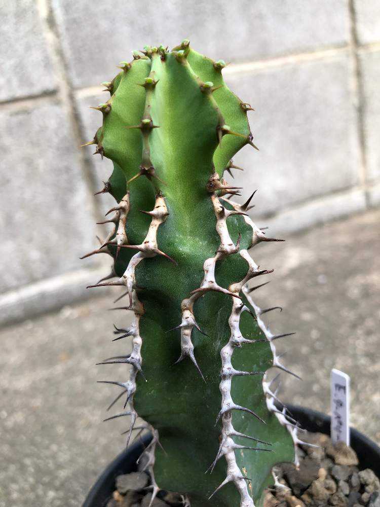 ユーフォルビア・クーペリー(瑠璃塔｜🍀GreenSnap（グリーンスナップ）