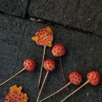 ぺっちゃんこの投稿画像一覧 Greensnap グリーンスナップ