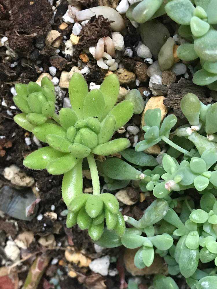 ウインクレリーの今までの成長の変化を振り返って、これからも見守る