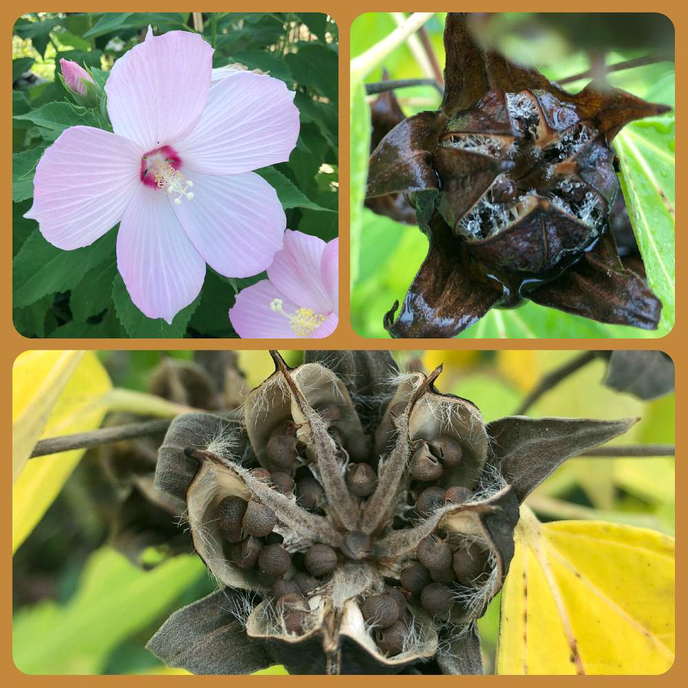 アメリカフヨウの投稿画像 By まなさん 秋の訪れと実りの秋とお花の種と北海道と札幌とお出かけ先と秋の訪れと実りの秋とお花の種と北海道と札幌 19月10月12日 Greensnap グリーンスナップ Greensnap グリーンスナップ