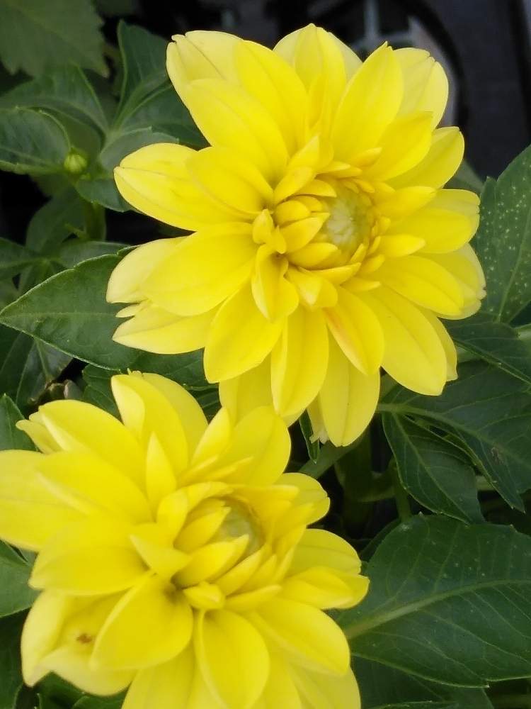 おひさまダリアの投稿画像 By ゆうこ さん 花言葉は栄華と仲良しだね と明るい黄色と花のある暮らしとかわいいな 19月10月12日 Greensnap グリーンスナップ