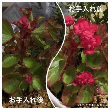 八重咲きベゴニア ボンボリーナの投稿画像一覧 Greensnap グリーンスナップ