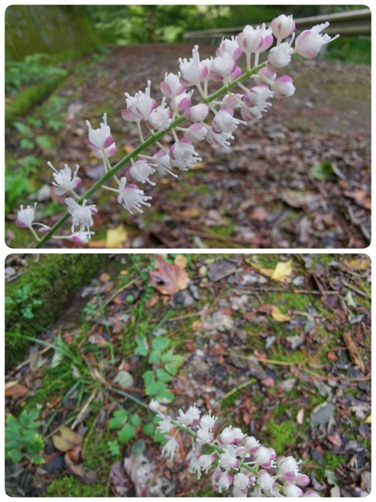 サラシナショウマの投稿画像 By サラサさん 山野草と登山と花のある暮らしとハイキング 登山 19月10月12日 Greensnap グリーンスナップ