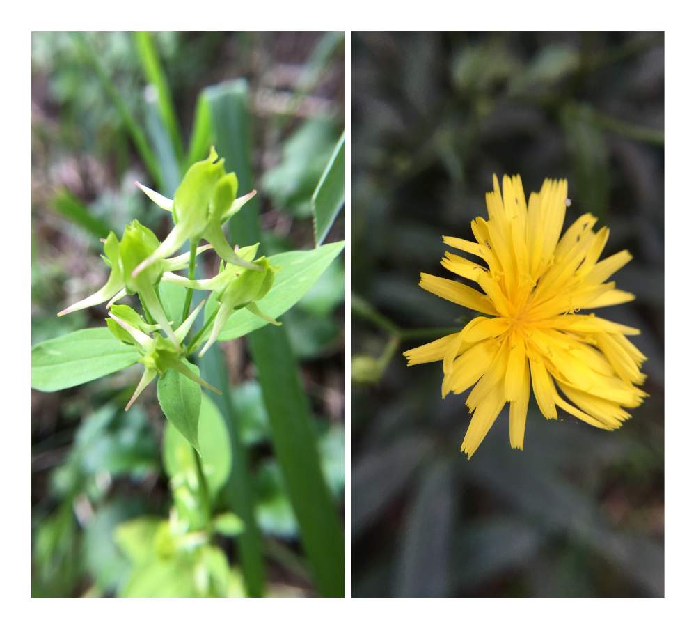 ハナイカリの投稿画像 By リッキーさん コウゾリナと八ヶ岳と秋に咲く花と標高1400メートルと山の家の道端 19月10月12日 Greensnap グリーンスナップ