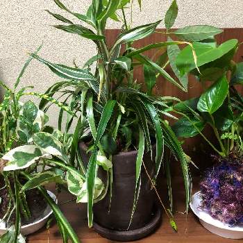 観葉ギャザリングの画像 by tsukiyonoさん | 部屋と観葉植物とギャザリングと観葉ギャザリング