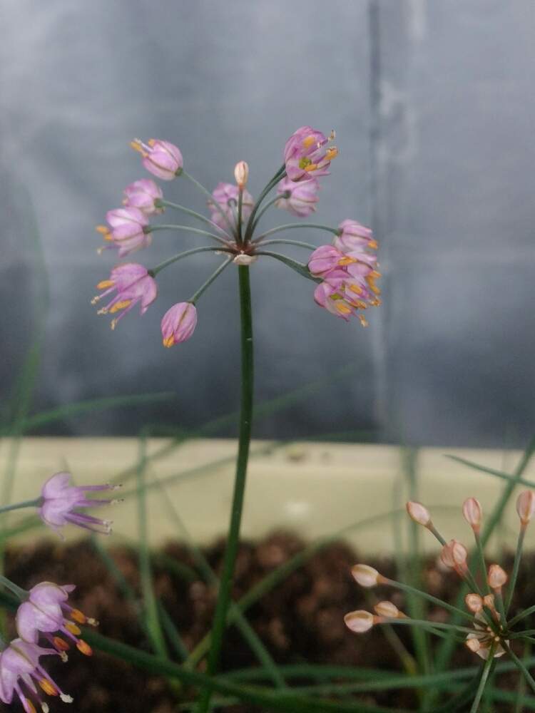 家庭菜園の投稿画像 By ひろgさん プランター栽培とエシャレット らっきょう と北海道とgreen Up 19月10月12日 Greensnap グリーンスナップ
