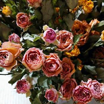 薔薇さん♪の画像 by うさぎさん | インテリアと花のある暮らしと癒し系とドライフラワー♪と薔薇さん♪