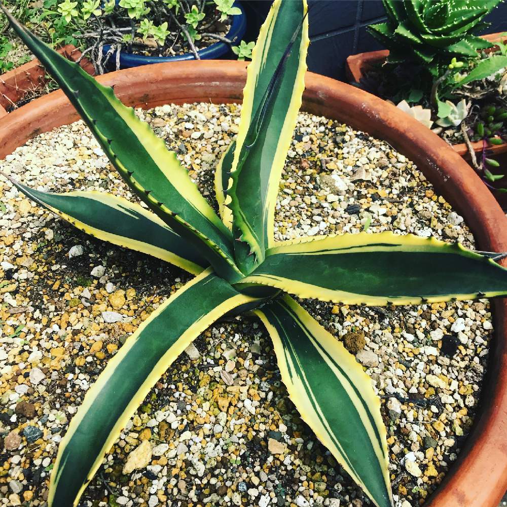 サルミアナ 30cm 耐寒性あり 地植え可能 【公式通販】