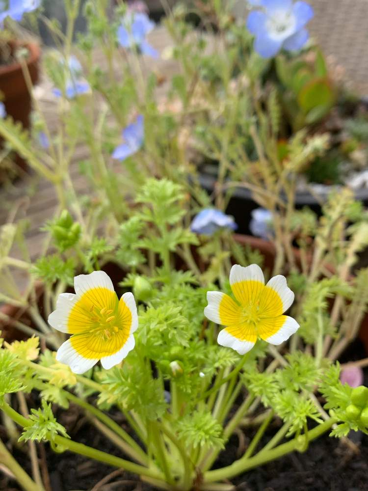 リムナンテスの投稿画像 By Chiekittaさん リムナンテス ポーチドエッグとsydneyと種まきと種からと目玉焼きと種まきから育てるとオーストラリアと花のある暮らしとaustraliaとテラスとsydneyと種まきと種からと目玉焼きと種まきから育てるとオーストラリアと花のある