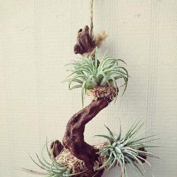 養生後の投稿画像一覧 Greensnap グリーンスナップ