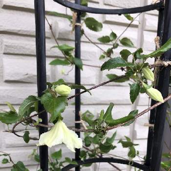 ジングルベルの画像 by tibiさん | 玄関とクレマチスとクレマチス ジングルベルとシルホサとジングルベルとクレマチス♬と花のある暮らしと咲いた！