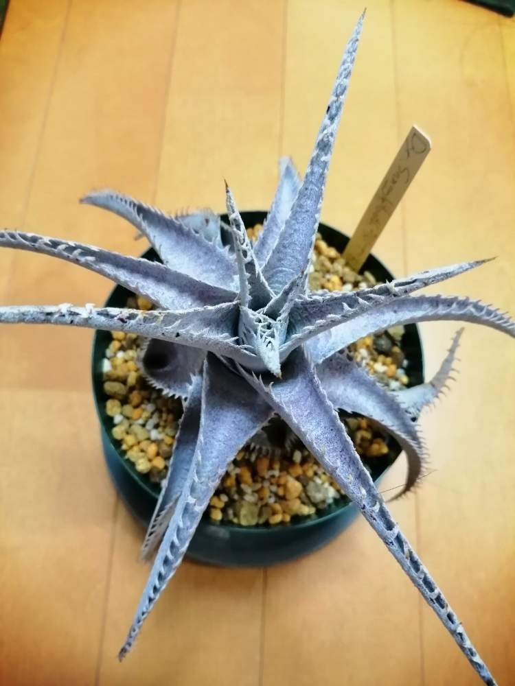 観葉植物の投稿画像 By いつかさん ディッキアとブロメリアとno Green No Lifeと植中毒と緑のある暮らし 19月10月13日 Greensnap グリーンスナップ