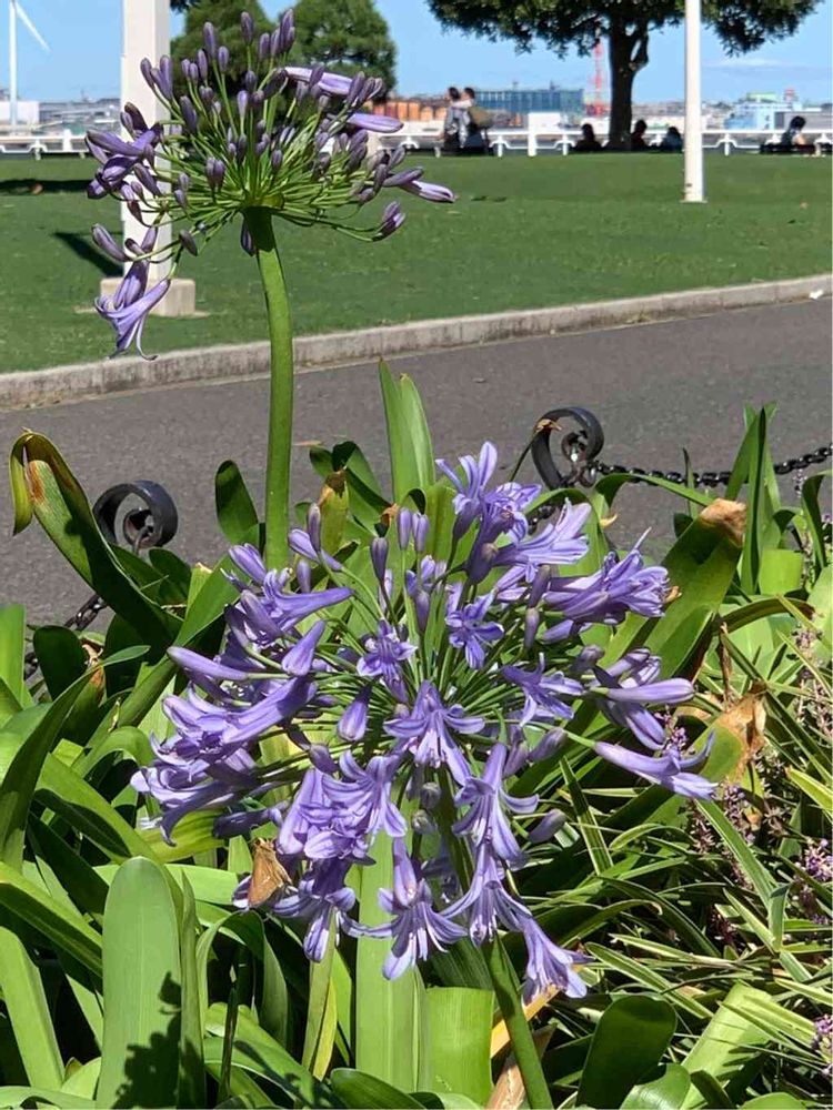 シゲルさんの山下公園への投稿