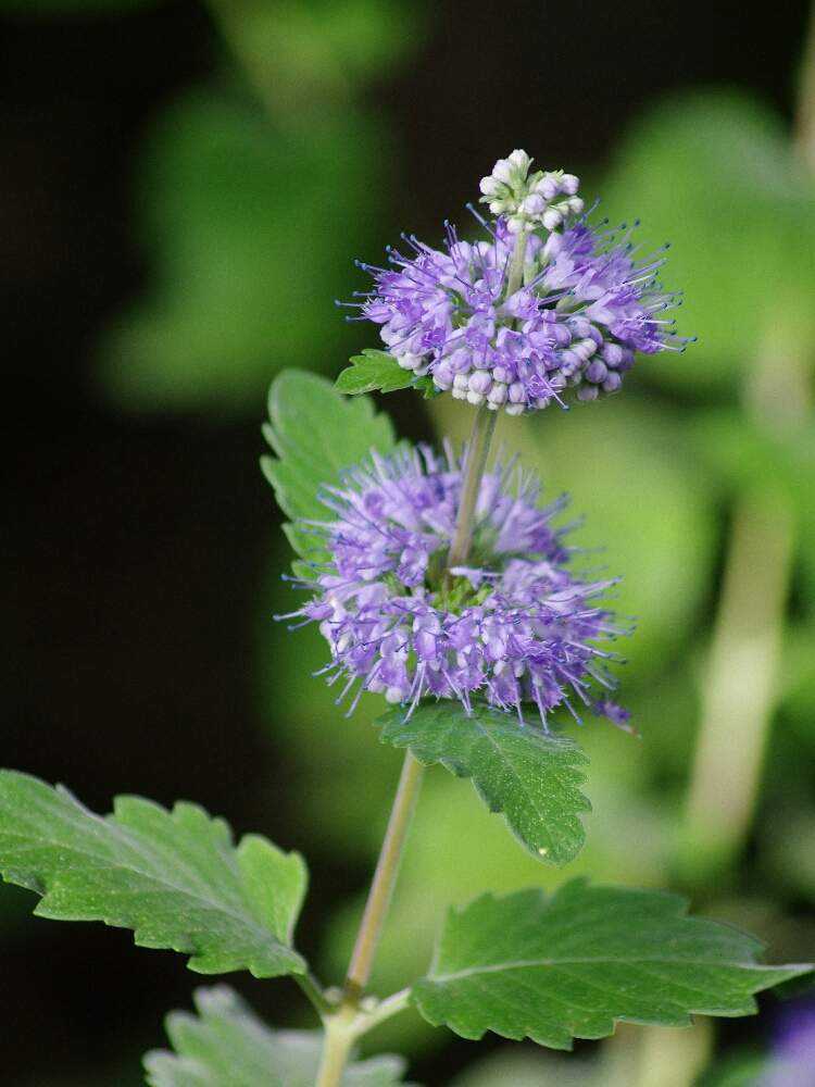 板橋区立赤塚植物園 9月 10月 Greensnap グリーンスナップ