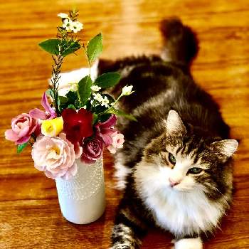 ねことバラの画像 by テレサさん | 部屋とネコのいる暮らしとねことバラとありがとう♡とアイスバーグ！とネコと植物と花のある暮らしと薔薇♪と猫と暮らすと薔薇 ノヴァーリスとバルコニスト