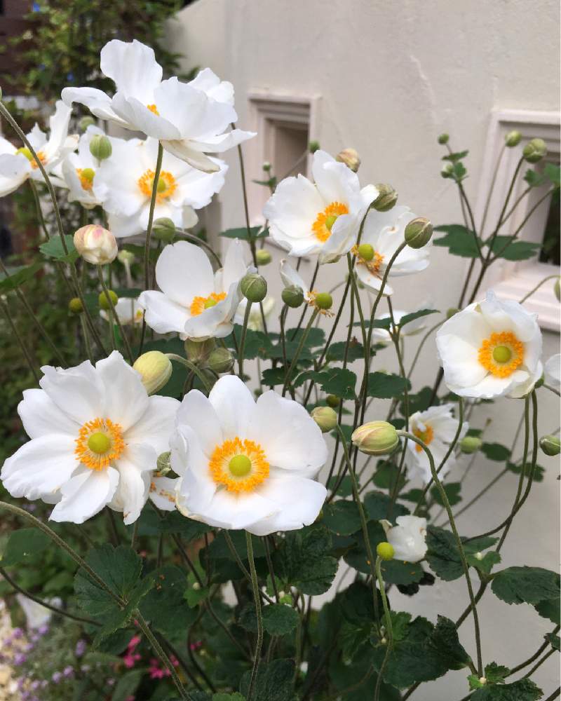 シュウメイギクの投稿画像 By りりこさん 秋明菊とたくさん咲いてると秋明菊 白とシュウメイギク 白とシュウメイギク と純白と花のある暮らしと白い花 19月10月13日 Greensnap グリーンスナップ