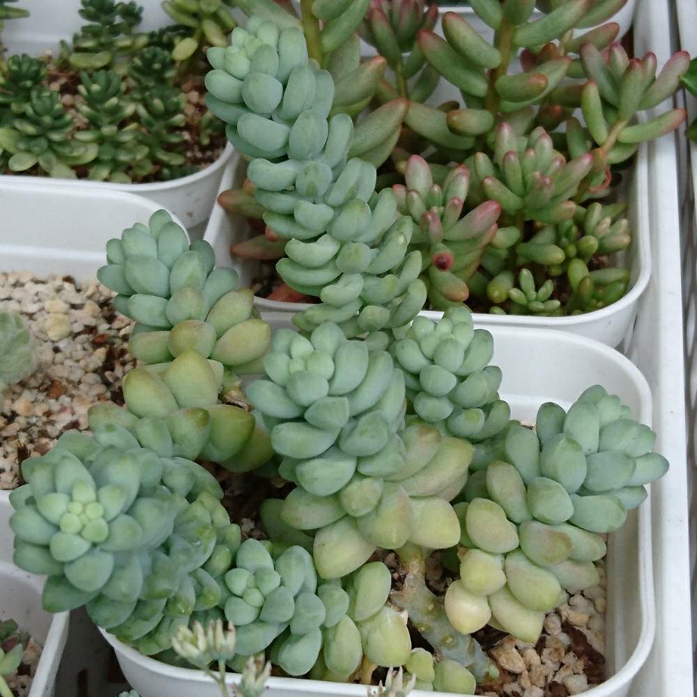 格安新品 専用です ビアホップ24鉢 植物 観葉植物 Alrc Asia