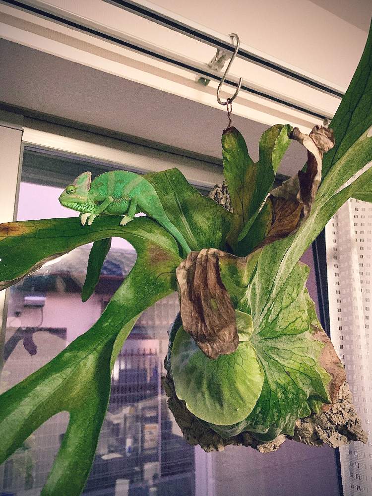 Platycerium Grandeの投稿画像 By オメラスさん エボシカメレオンと着生植物と コウモリラン と植欲が止まらないとグランデと ビカクシダと植中毒と羊歯植物とプラティケリウムとコルク着生とシダ愛好会とビカクシダ属とビカクシダ普及委員会 19月10月13日