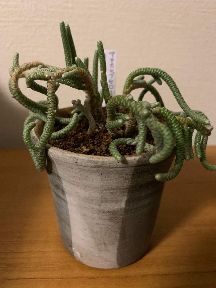 アナカンプセロス属 ウスツラータの投稿画像 By よつさん 多肉植物と多肉男子と万田酵素と暮らしのギャラリーと民藝と塊根植物と植木屋21とニョロニョロ 19月10月13日 Greensnap グリーンスナップ