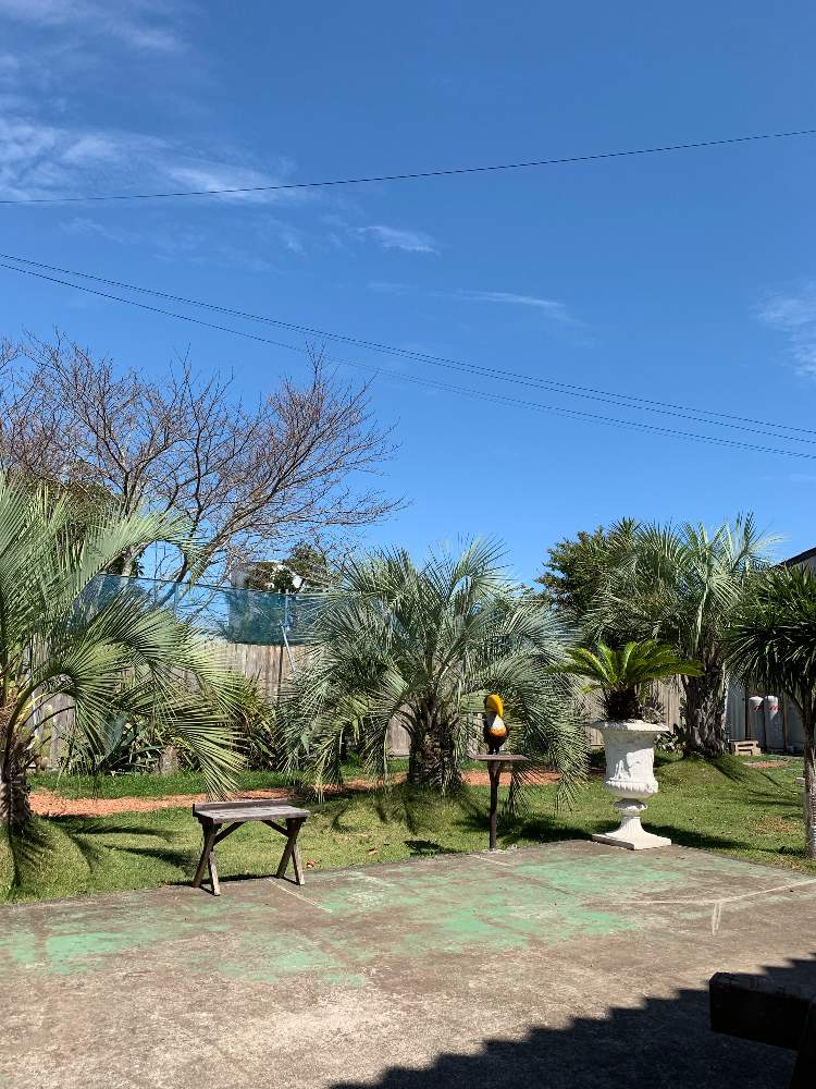 広い庭の画像 by Re:九十九里yardさん | 広い庭とドラセナ☘️と青い空☘️とお気に入りの場所とGS映えとGS日和と植中毒と多肉女子と庭☘️とタニラーとココスヤシ☘️