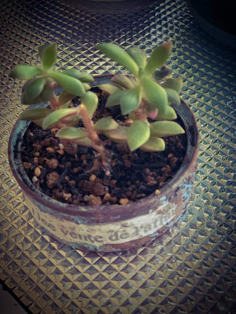 桜吹雪の投稿画像 By ぼのぼのさん 多肉植物とみどりのある暮らしとリメ缶と成長比較とアナカンプロセス属とリメ缶 リメ鉢とタニラーと成長記録と多肉3年生とリメ缶 初心者 19月10月14日 Greensnap グリーンスナップ