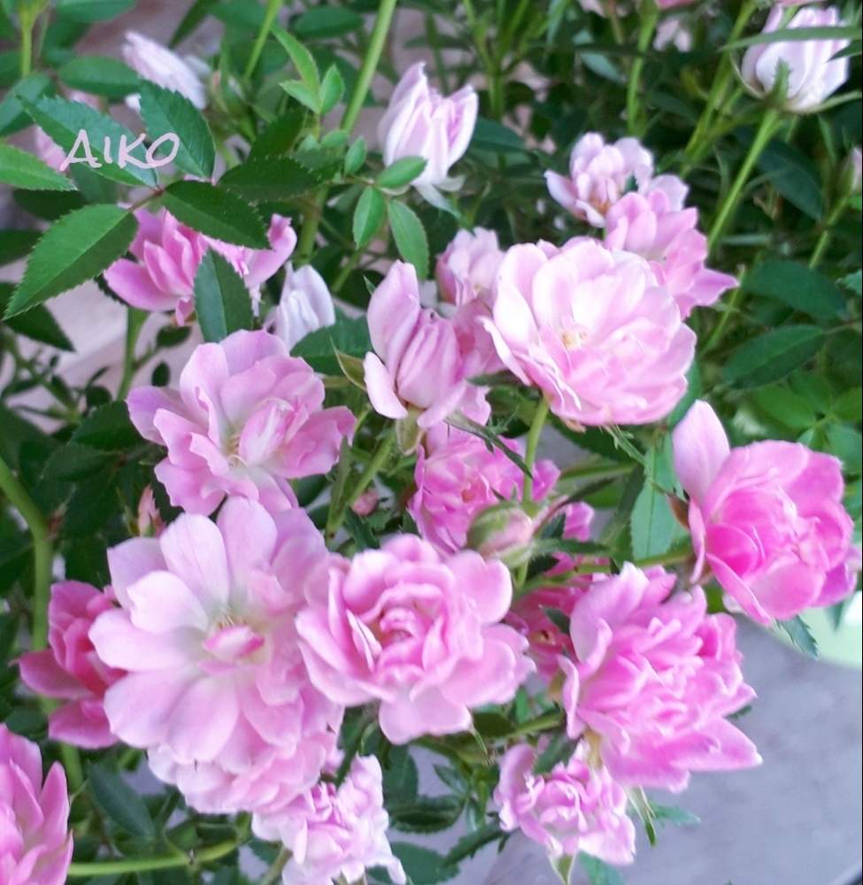 花のある暮らしの投稿画像 By 愛子さん ミニバラ鉢植えと癒しのひと時と可愛いバラ 19月10月14日 Greensnap グリーンスナップ