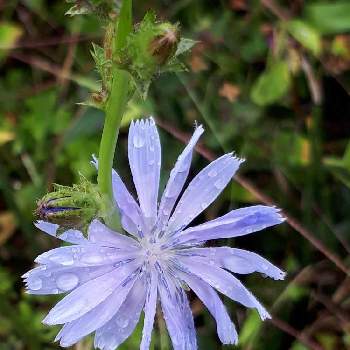 最高のチコリ 花言葉 すべての美しい花の画像