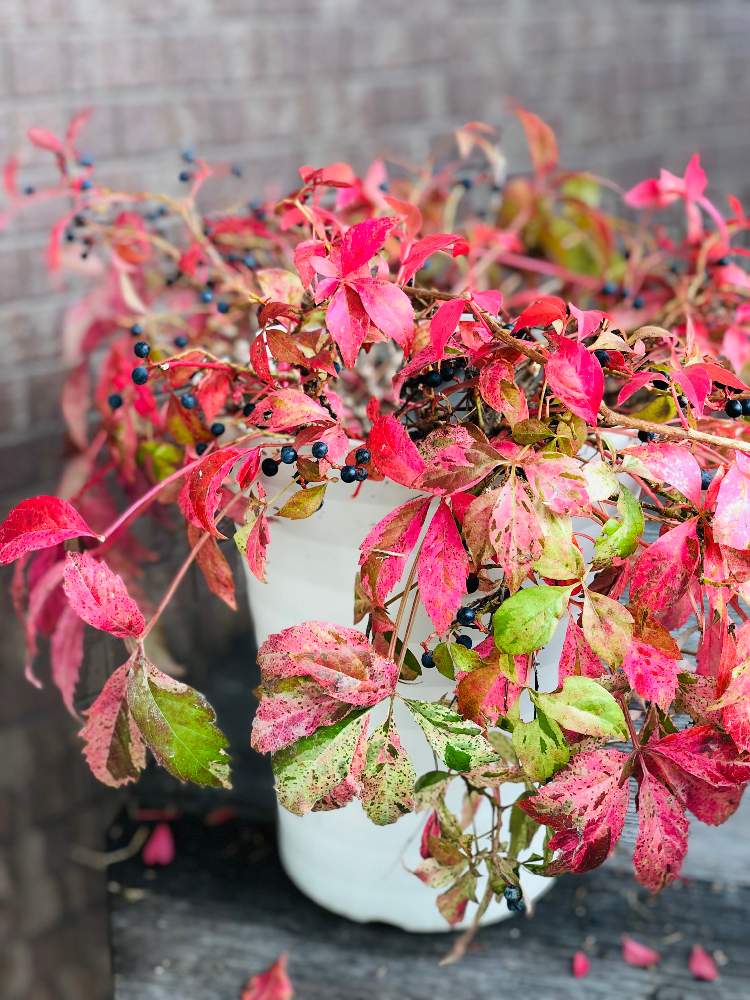 アメリカヅタの投稿画像 By Amyさん 斑入りアメリカヅタと実のなる植物と紅葉 こうよう と秋色と植物のある暮らしと我が家のお庭の紅葉フォトコン 19月10月14日 Greensnap グリーンスナップ