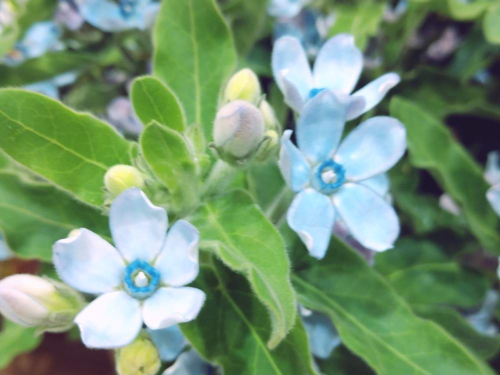 ブルースターの投稿画像 By ゆうこ さん 幸せ と会えて嬉しいと花言葉は幸福な愛と可愛い と花のある暮らしと良い一日を 19月10月14日 Greensnap グリーンスナップ