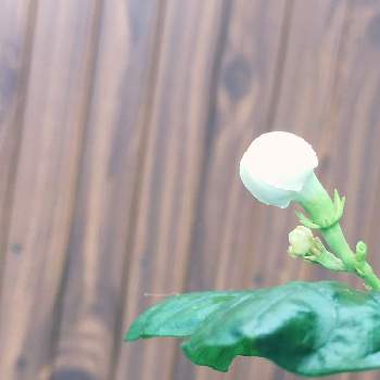マツリカ ジャスミンの投稿画像一覧 Greensnap グリーンスナップ