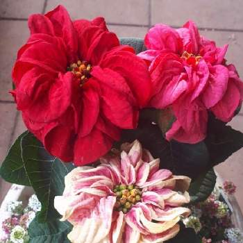 ポインセチアウィンターローズの画像 by nyan-chanさん | 小さな庭とアリッサムとポインセチアと今日のお花とポインセチアウィンターローズ