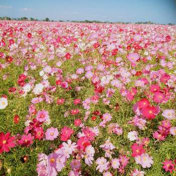 中津市三光コスモス園の投稿画像一覧 Greensnap グリーンスナップ