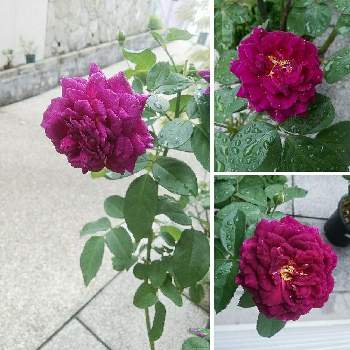 赤紫の薔薇の投稿画像一覧 Greensnap グリーンスナップ