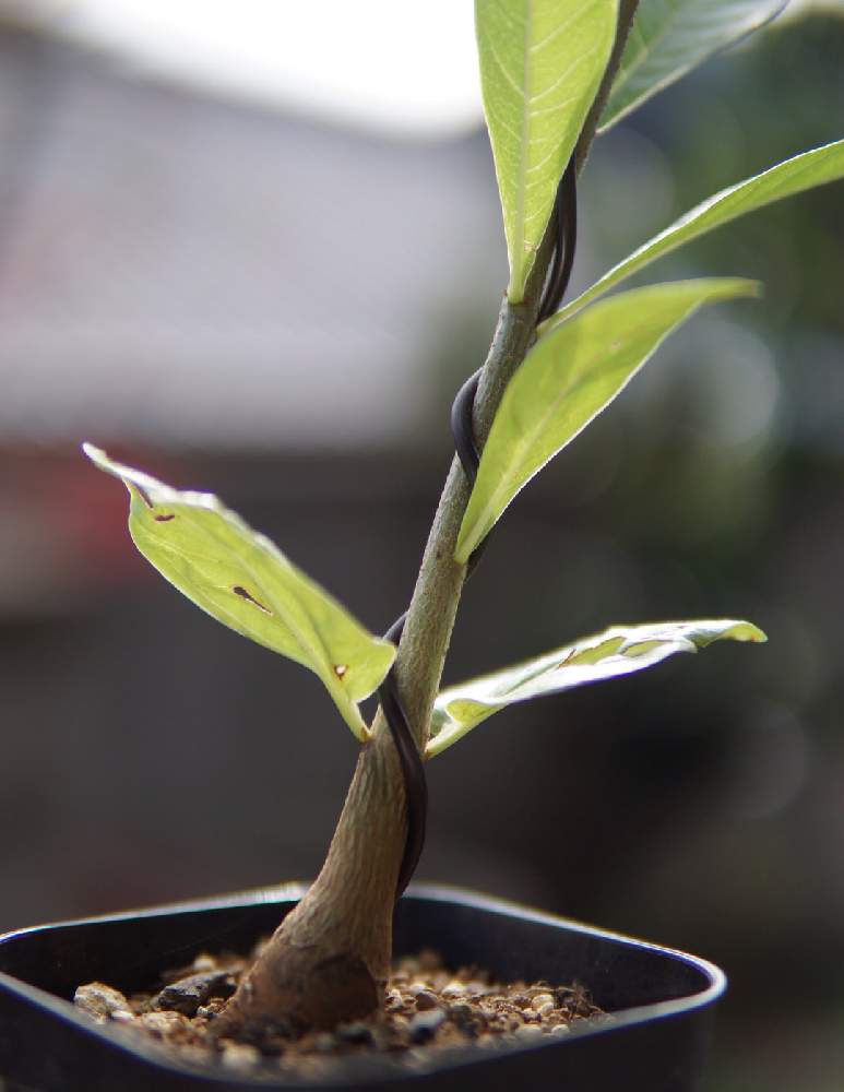 バオバブadansonia Digitataの投稿画像 By Takatantさん 大きくな れ と実生と実生苗と珍奇植物と盆栽風と大きくな れ と実生 と実生苗と珍奇植物と盆栽風 19月10月14日 Greensnap グリーンスナップ Greensnap グリーンスナップ