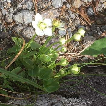 乗鞍岳のお花畑の投稿画像一覧 Greensnap グリーンスナップ